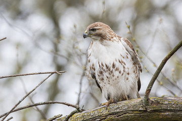 Red-tailed Hawk