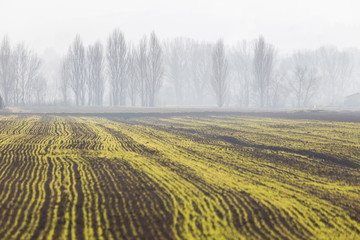 A cultivated field, with yellow and green lines converging toward distant trees in the midst of some fog and mist