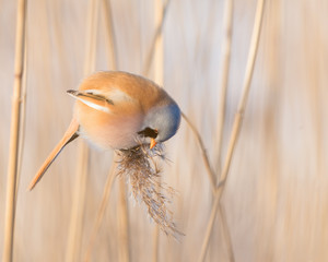 Bearded Reedling (Panurus biarmicus) eating common reed seeds