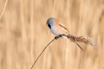 Bearded Reedling (Panurus biarmicus) sitting on reed