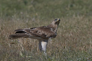 Bonellis eagle (Aquila fasciata)