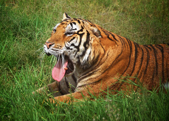 Fototapeta na wymiar Tigre de Bengala, lengua, colmillo, animal salvaje, tumbado en la hierba.