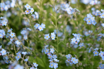 Obraz na płótnie Canvas blue flower