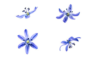Scilla snowdrop flower isolated set on white background