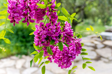 Blossoming Robinia viscosa,.clammy locust tree