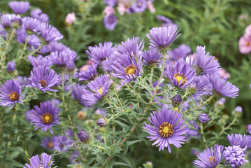 Symphyotrichum novi-belgii