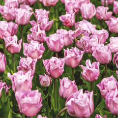 Beautiful flowers background.