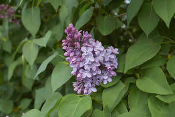 Syringa vulgaris