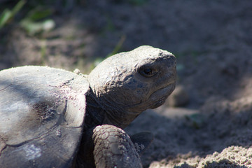 Tortoise
