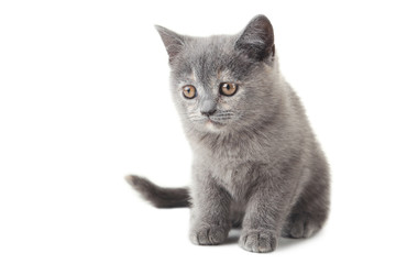 Obraz premium Grey kitten isolated on a white