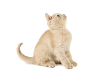 Ginger kitten isolated on a white
