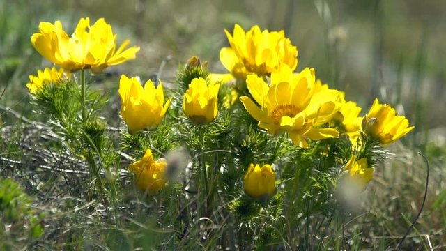 Yellow flowers of Adonis (Adonis vernalis) swaying in the wind
