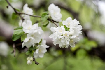 Apple blossom / Apple branch with white flowers on a green background