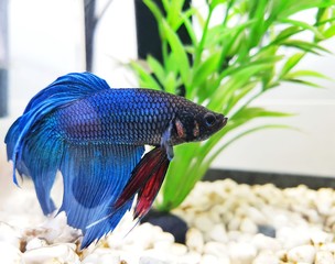 Betta fish with really vivid colours