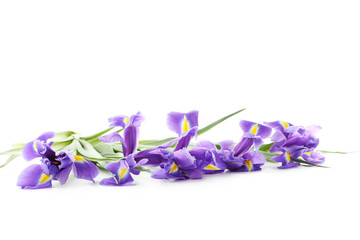Bouquet von Irisblumen isoliert auf einem weißen