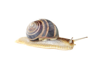 Brown snail isolated on a white background