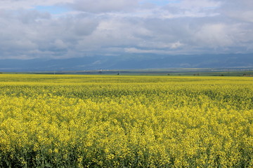 Fototapeta premium farmmin