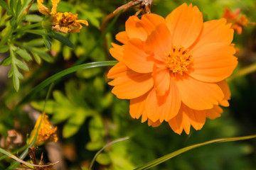 A flower for mothers day