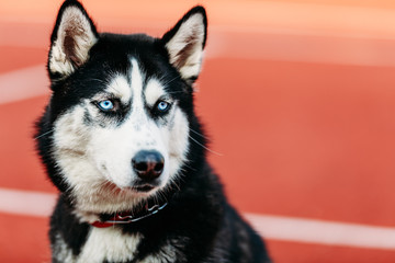 Young Husky Puppy Dog Sitting In Red Floor Outdoor