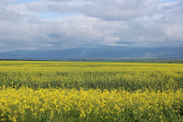 Fototapeta premium country said