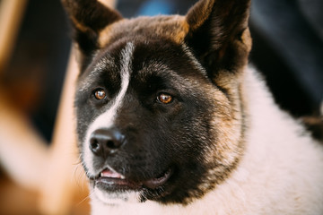 American Akita Dog Close Up Portrait