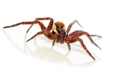 Garden spider macro on white