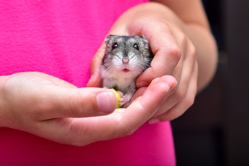 Grey dwarf hamster Gray Hamster macro, stands