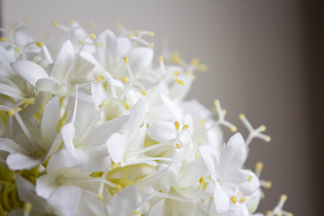 Fototapeta na wymiar White flower closeup as background