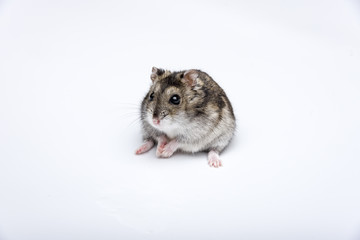 russian hamster in front of white background
