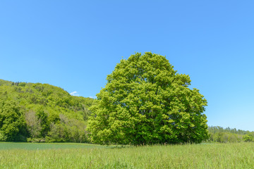 Großer Baum auf einer Wiese