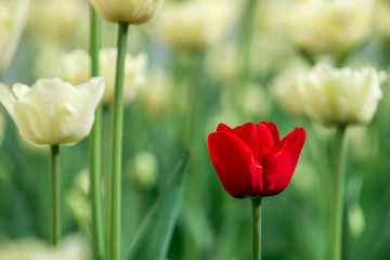 White red tulips