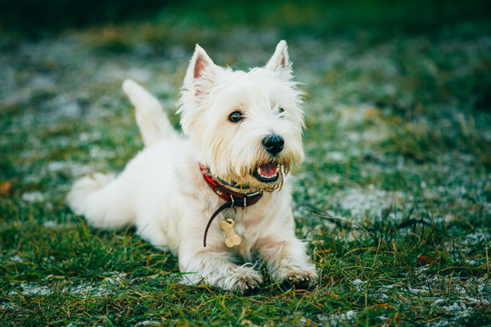 Small West Highland White Terrier - Westie, Westy Dog foto de Stock | Adobe  Stock