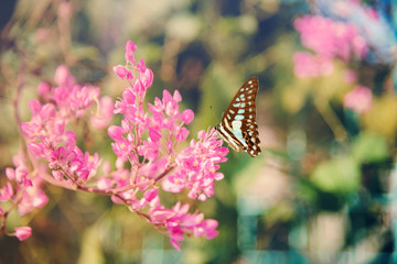 closeup pink blossom in wild and butterfly.