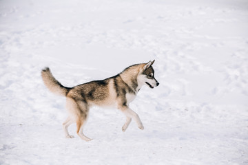 Fototapeta na wymiar Young Husky dog play and running outdoor in snow, winter season