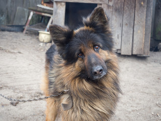 German shepherd
