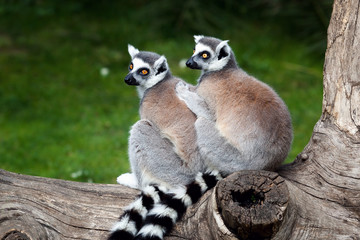 The ring-tailed lemur
