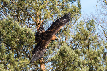 Steinadler - Aquila chrysaetos