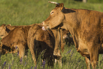 Vaches et taureaux - Chartreuse - Isère.
