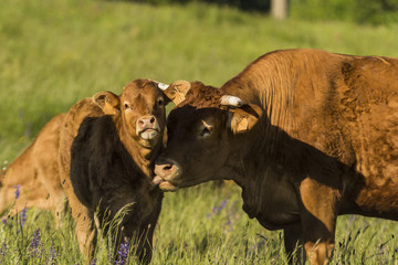 Vaches et taureaux - Chartreuse - Isère.