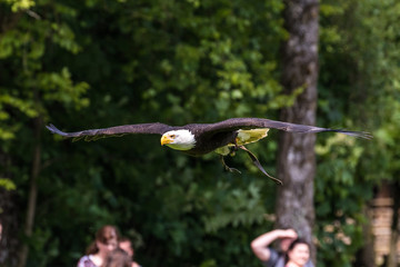 Weißkopfseeadler - Haliaeetus leucocephalus