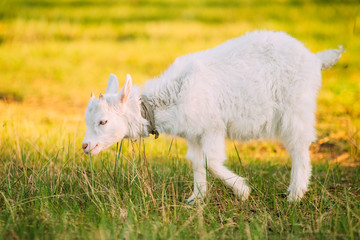 Obraz premium Kid Goat Grazes On Green Summer Grass On A Sunny Day. Goat Eating