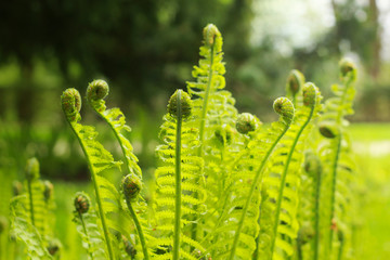 Where the green fern growsâ€¦opt.5