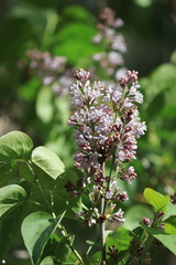 Fleur et feuilles de lilas commun ou lilas francais, Syringa vulgaris
