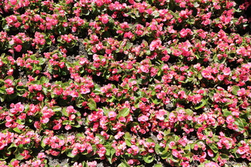 Begonia field pink flowers on a sunny day