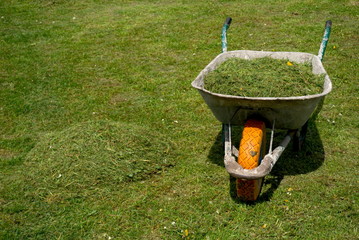 Old wheelbarrow with fresh grass clippings in spring