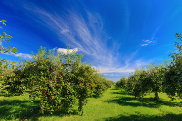 Rows of apple trees in an apple orchard. - 151067381