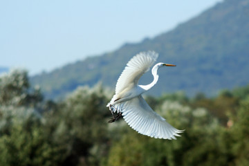 Heron in flight
