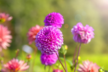 Multicolored dahlia flowers