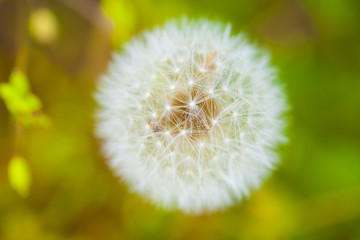 Obraz premium dandelion