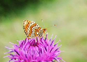 butterfly on a flower of the field